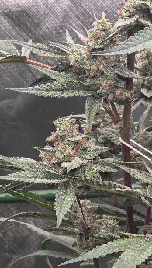 Jelly Donutz. Week 15