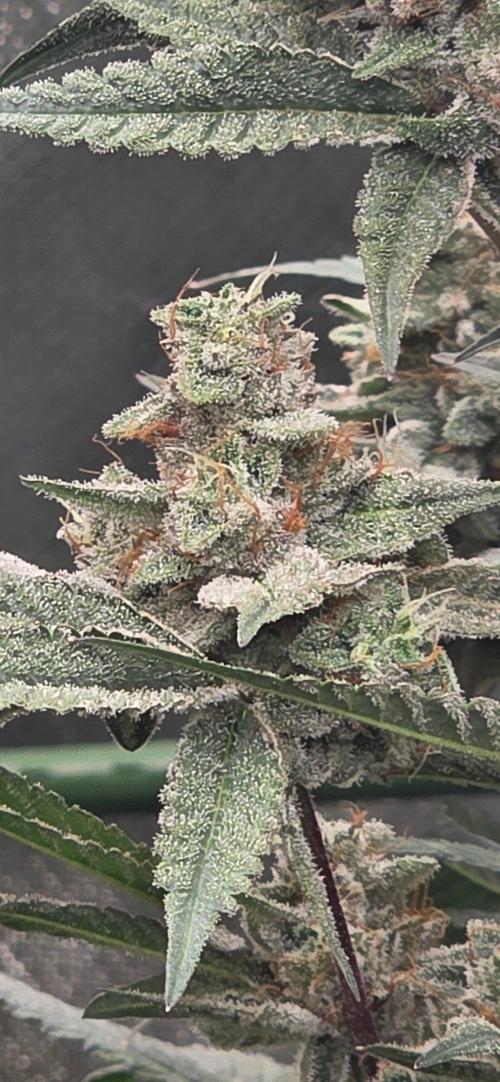 Jelly Donutz. Week 15