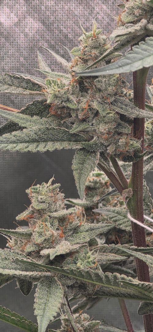 Jelly Donutz. Week 15