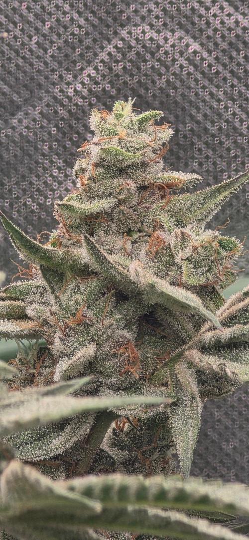 Jelly Donutz. Week 15