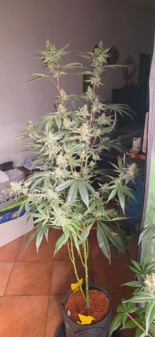 Jelly Donutz. Week 15