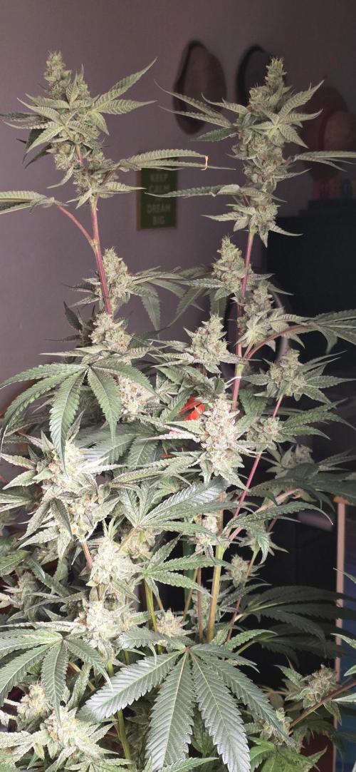Jelly Donutz. Week 15