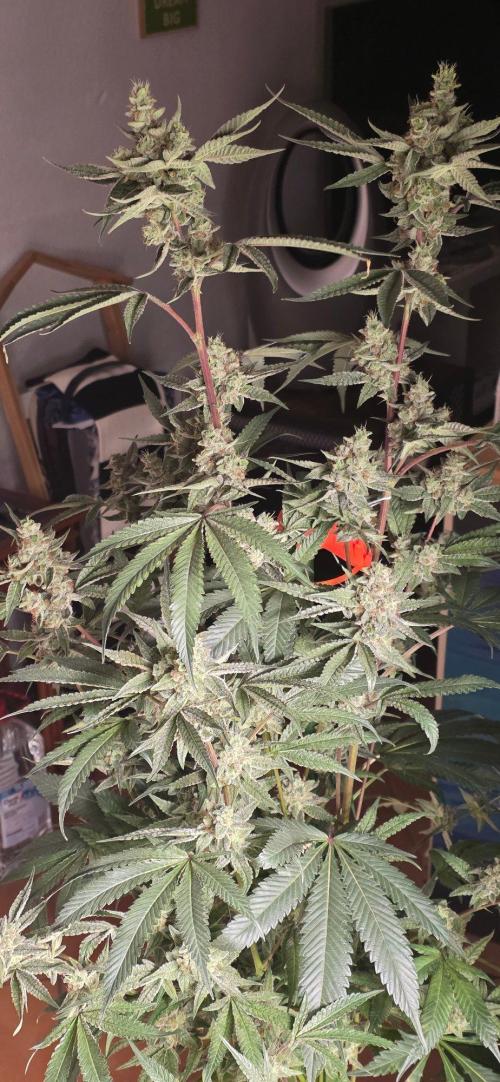 Jelly Donutz. Week 15