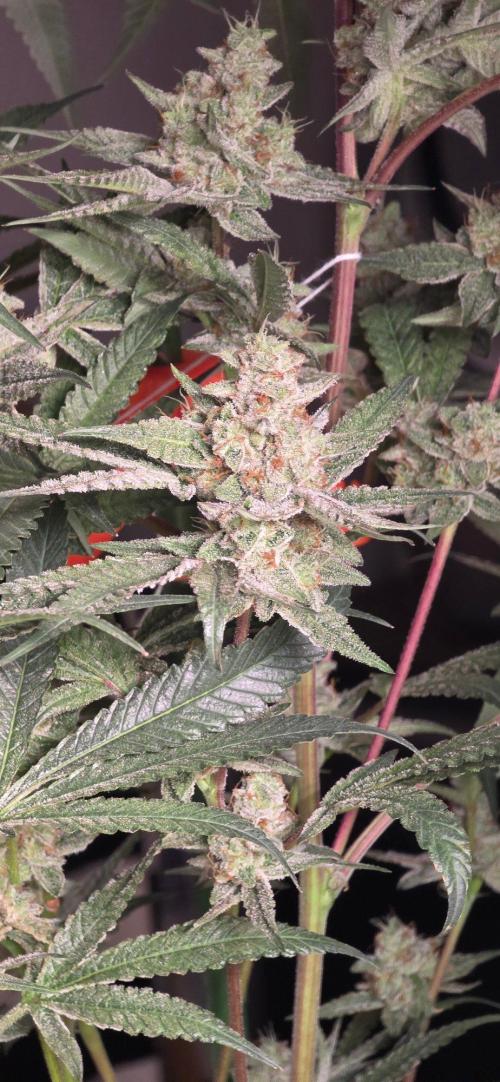 Jelly Donutz. Week 15