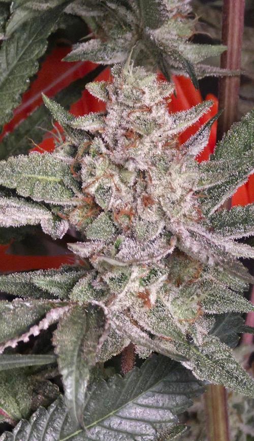 Jelly Donutz. Week 15