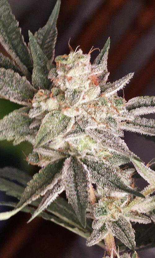 Jelly Donutz. Week 15