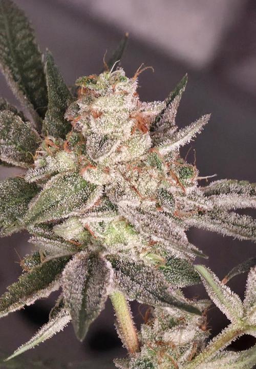 Jelly Donutz. Week 15