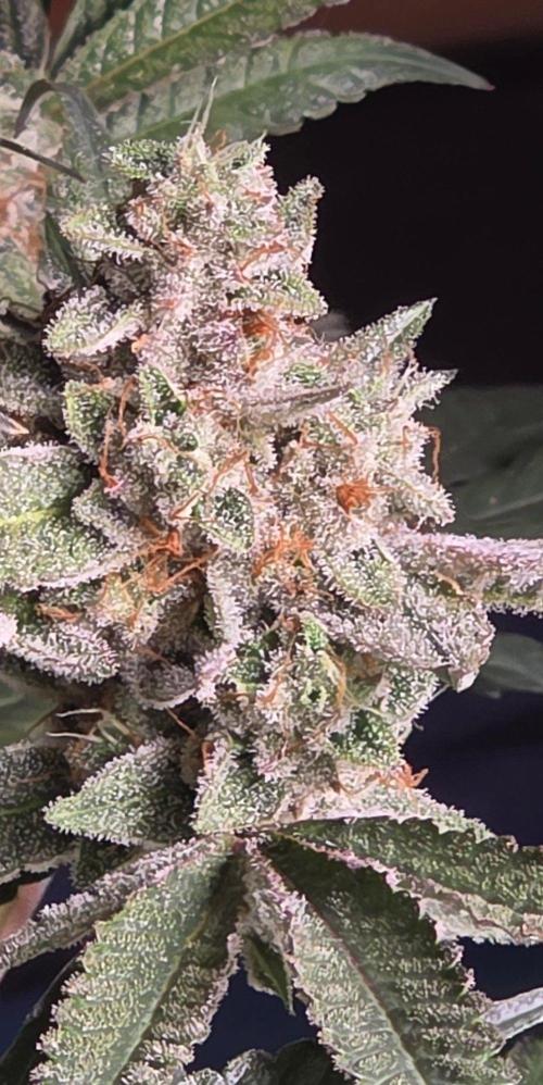 Jelly Donutz. Week 15