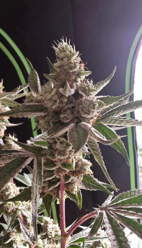 Jelly Donutz. Week 15