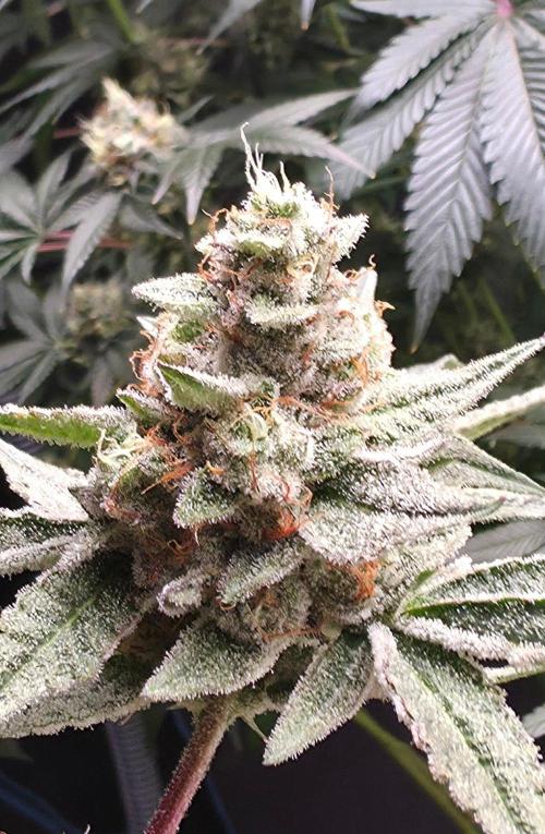 Jelly Donutz. Week 15