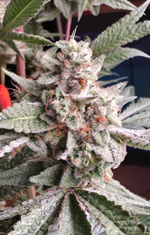 Jelly Donutz. Week 15