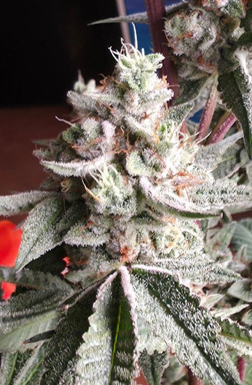 Jelly Donutz. Week 15