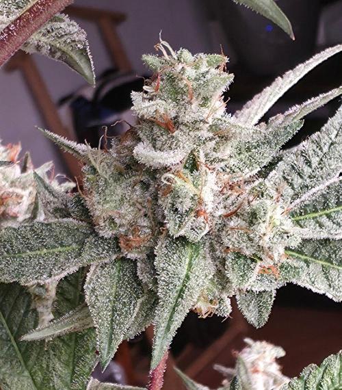 Jelly Donutz. Week 15