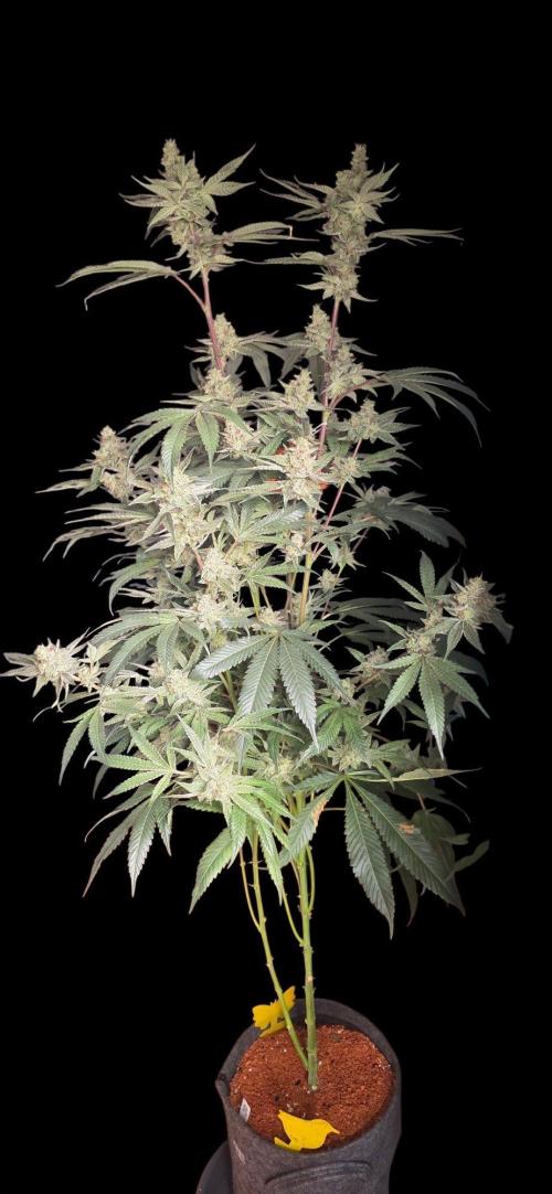 Jelly Donutz. Week 15
