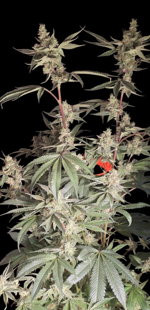Jelly Donutz. Week 15