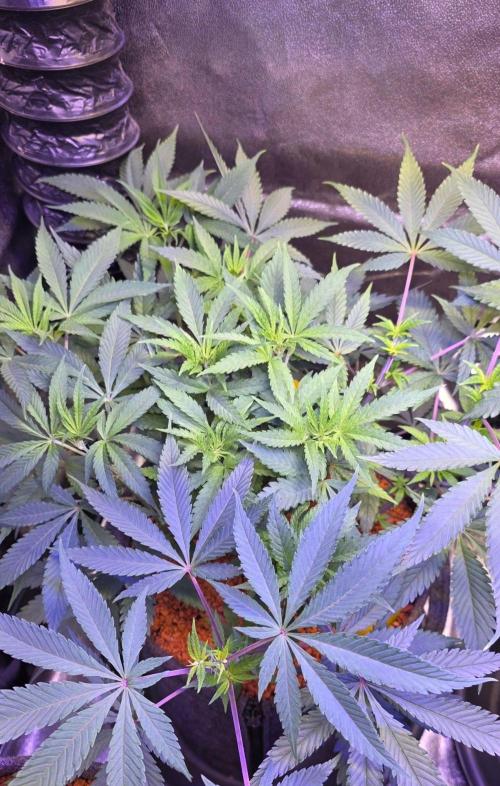 Tropicanna Poison F1 Fast Flowering. Week 7