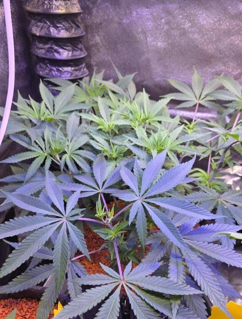 Tropicanna Poison F1 Fast Flowering. Week 7