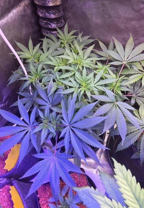Tropicanna Poison F1 Fast Flowering. Week 7