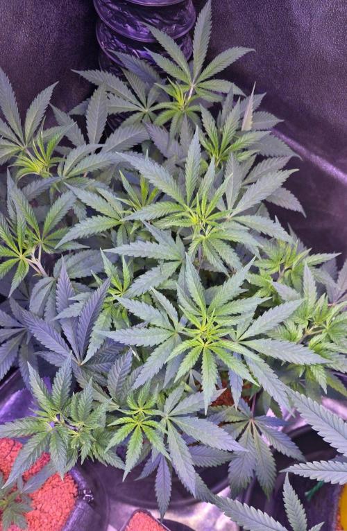 Tropicanna Poison F1 Fast Flowering. Week 7