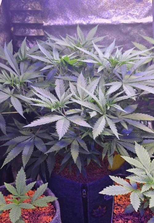 Tropicanna Poison F1 Fast Flowering. Week 7