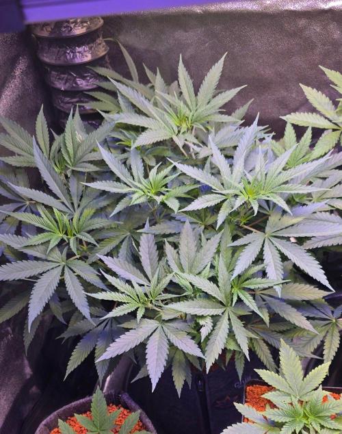 Tropicanna Poison F1 Fast Flowering. Week 7