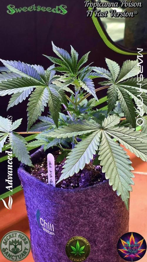 Tropicanna Poison F1 Fast Flowering