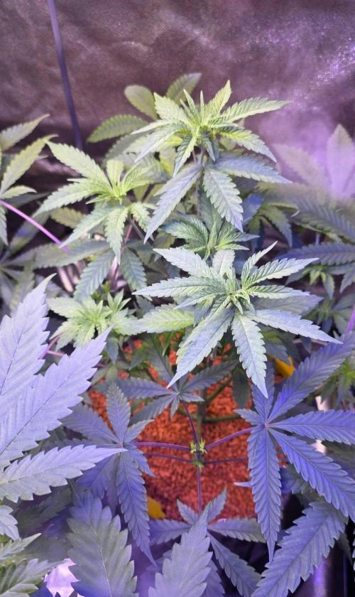 Brain Dead X Zazul. Week 7