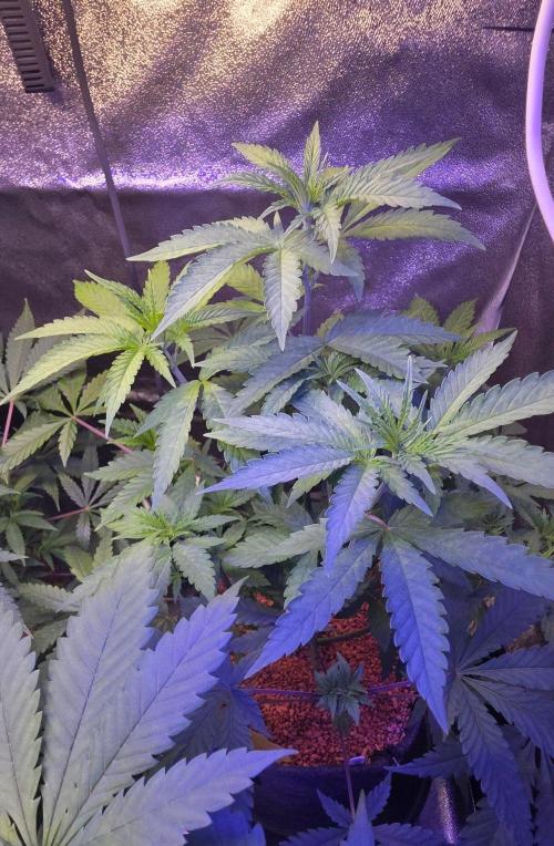 Brain Dead X Zazul. Week 7