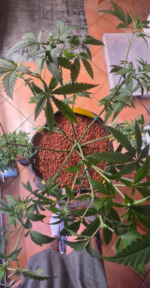 Brain Dead X Zazul. Week 7