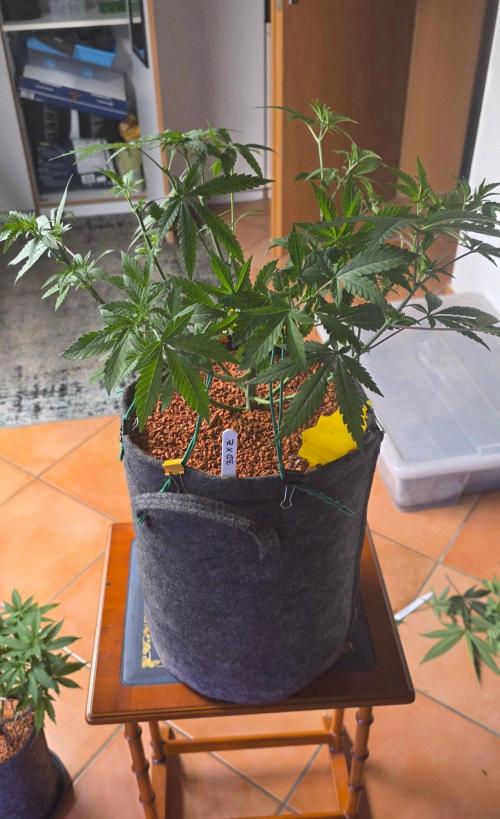 Brain Dead X Zazul. Week 7