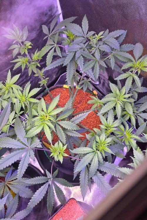 Brain Dead X Zazul. Week 7