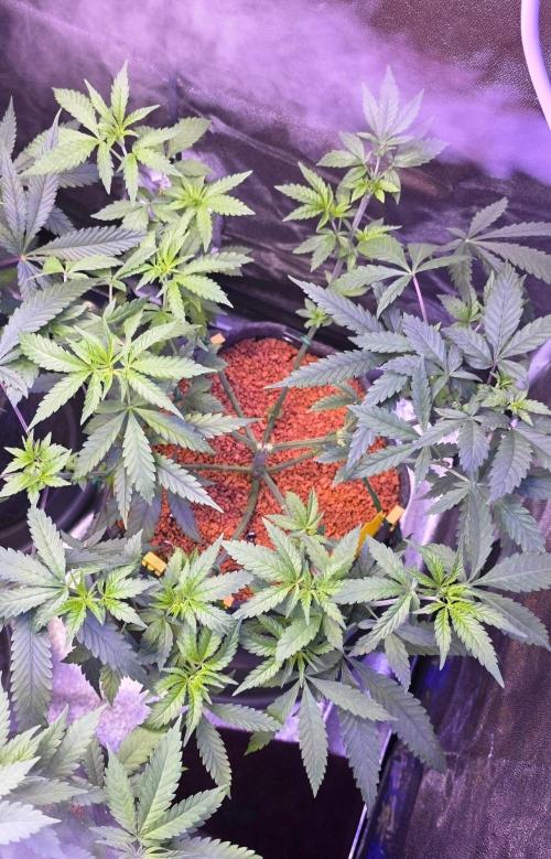 Brain Dead X Zazul. Week 7