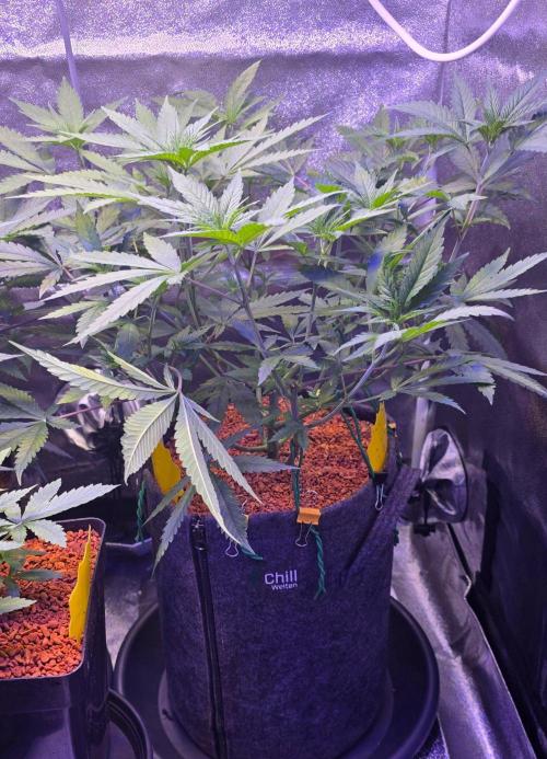 Brain Dead X Zazul. Week 7