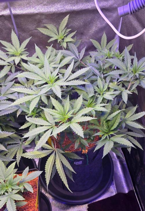Brain Dead X Zazul. Week 7