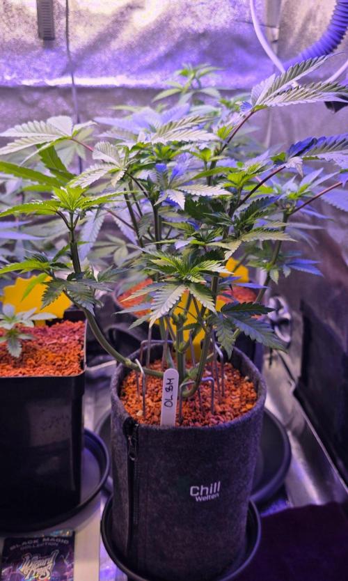 ONE LOVE Bob Marley Edition. Week 7