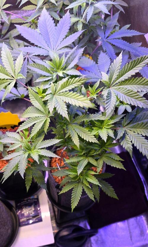 ONE LOVE Bob Marley Edition. Week 7