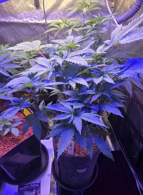 ONE LOVE Bob Marley Edition. Week 7