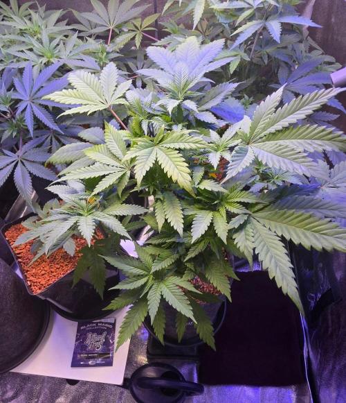 ONE LOVE Bob Marley Edition. Week 7