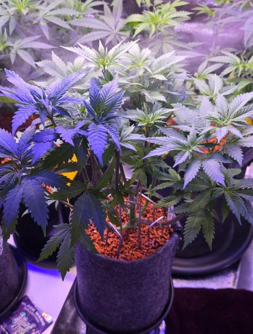 ONE LOVE Bob Marley Edition. Week 7