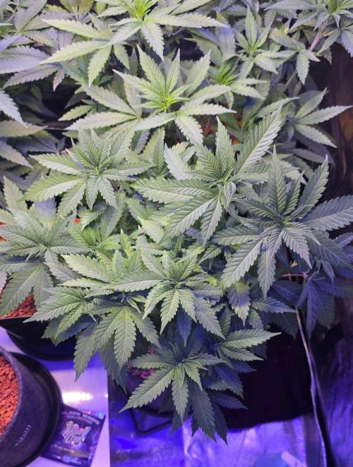 ONE LOVE Bob Marley Edition. Week 7
