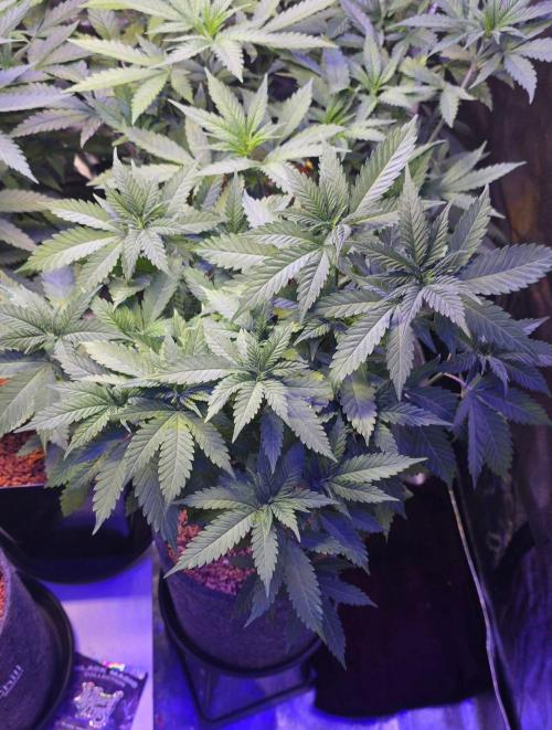 ONE LOVE Bob Marley Edition. Week 7