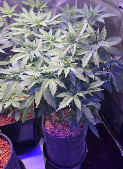 ONE LOVE Bob Marley Edition. Week 7