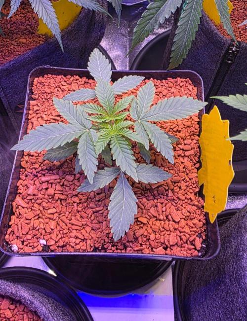 Black Orchard. Week 3