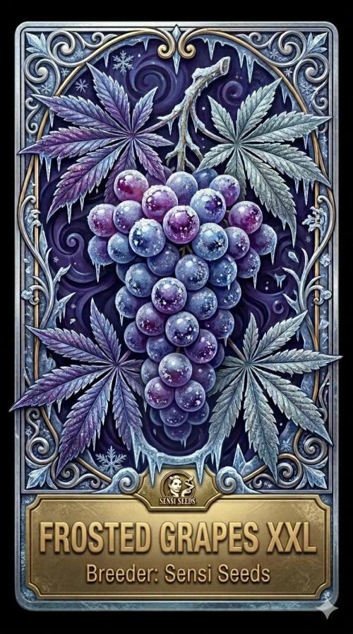 Frosted Grapes XXL. Week 0