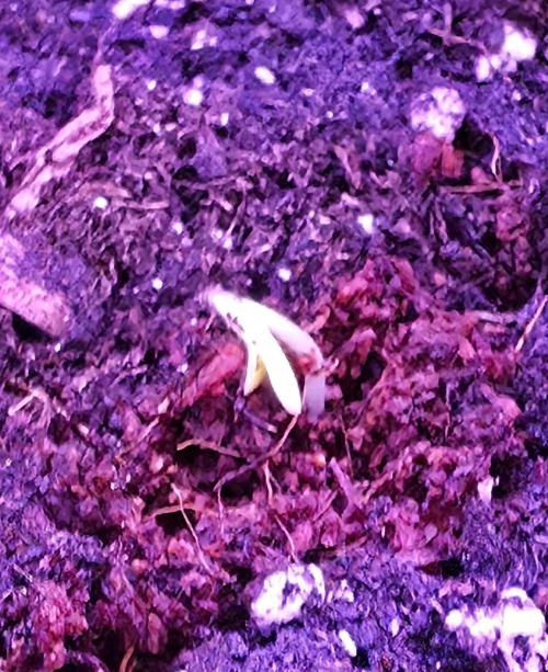 White Runtz X Spritzer. Week 0
