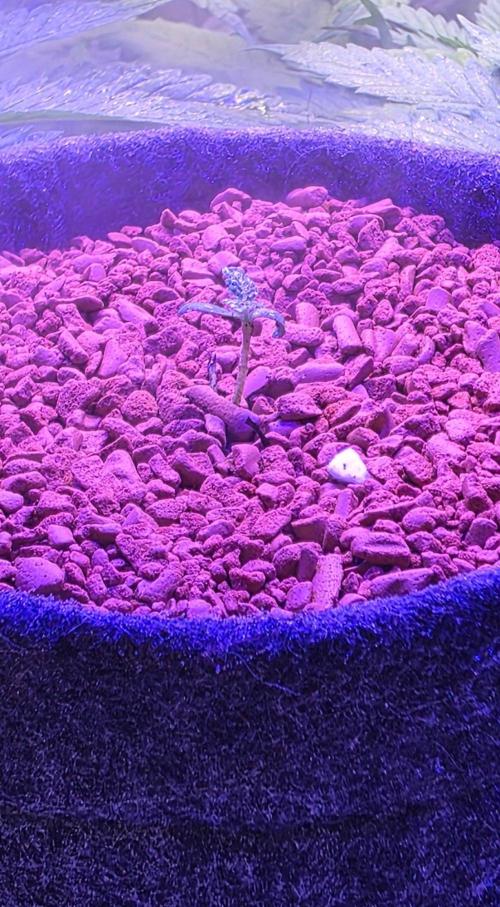 White Runtz X Spritzer. Week 1