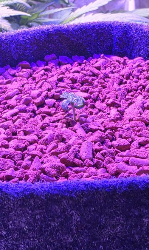 White Runtz X Spritzer. Week 1