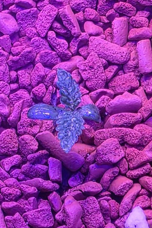 White Runtz X Spritzer. Week 1