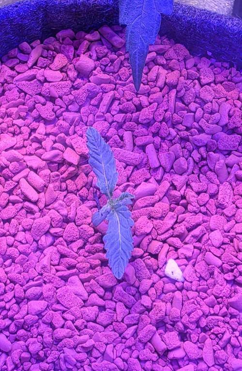 White Runtz X Spritzer. Week 1