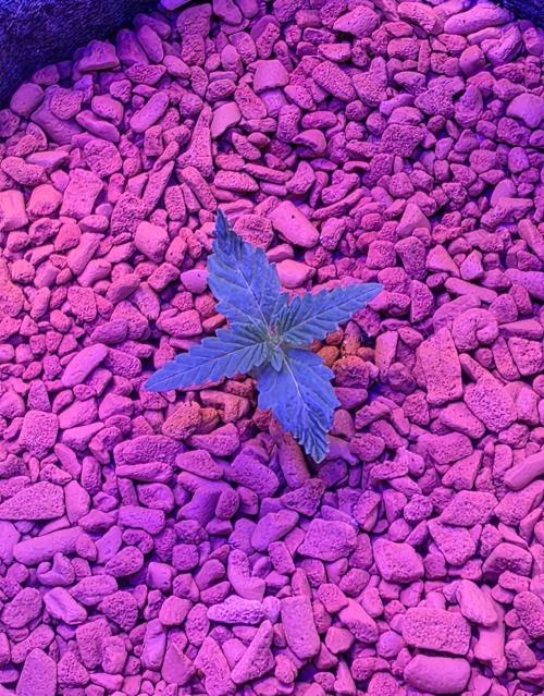 White Runtz X Spritzer. Week 1